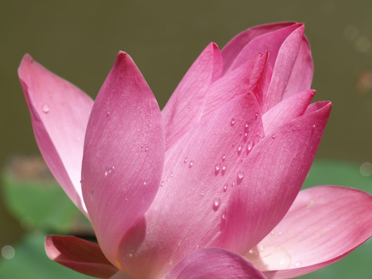Lotus flower and   plants