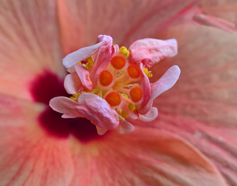 hibiscus-2076910_1920