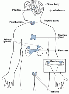 système endocrinien