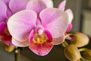orchidée royale